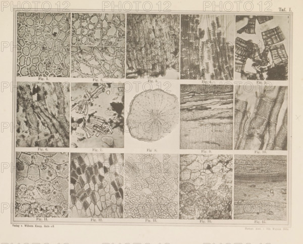 Sheet with fifteen microscopic images of the cell structure of coffee and coffee substitutes, page, photomechanical print, number: 'Taf. I.', photographer: attributed to Franz Friedrich Bernard Elsner, cliché maker: Wigand, Photographische anstalt Otto, Zeitz, publisher: Wilhelm Knapp Verlag, Halle an der Saale, c. 1874 - in or before 1884, Saxony-Anhalt, Attributed to, paper, collotype, photoprint, height 231 mm x width 305 mm, Image after page 9., coffee, microscope, A large rectangular sheet displays a grid of close-up, grayscale photographic panels showing various organic textures and patterns; the top row contains cell-like rounded shapes, elongated fibrous columns, and fragmentary layered blocks, each panel bordered and separated by thin lines; the middle area includes vertical and horizontal woodlike striations, a circular cross-section with radiating internal structures, and more textured strips with repeating rectangular elements; the lower rows show diverse cellular meshes, h...