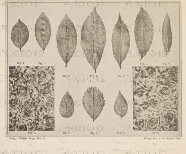 Sheet with fifteen images and microscopic images of tea leaves and other leaves for making tea, page, photomechanical print, number: 'Taf. II.', photographer: attributed to Franz Friedrich Bernard Elsner, cliché maker: Wigand, Photographische anstalt Otto, Zeitz, publisher: Wilhelm Knapp Verlag, Halle an der Saale, c. 1874 - in or before 1884, Saxony-Anhalt, Attributed to, paper, collotype, photoprint, height 231 mm x width 305 mm, Image after page 9., tea (leaves), microscope, A sepia-toned print divided into rectangular panels showing various leaf specimens and textured close-ups, with a top row of elongated leaves of different shapes and margins, the central area displaying three vertically oriented leaves with distinct vein patterns flanked by two panels of swirling, circular textured imagery, and a thin decorative border surrounding the entire composition.