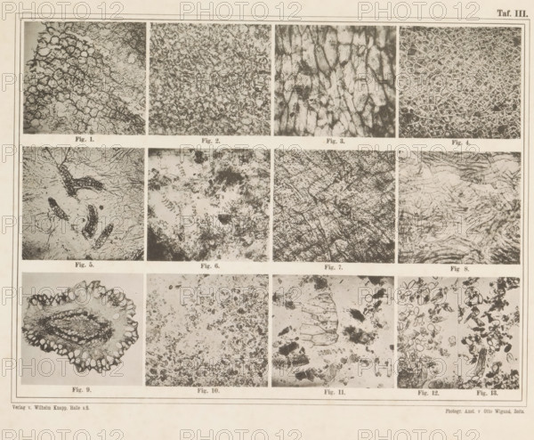 Sheet with thirteen microscopic images of cocoa, page, photomechanical print, number: 'Taf. III.', photographer: attributed to Franz Friedrich Bernard Elsner, cliché maker: Wigand, Photographische anstalt Otto, Zeitz, publisher: Wilhelm Knapp Verlag, Halle an der Saale, c. 1874 - in or before 1884, Saxony-Anhalt, Attributed to, paper, collotype, photoprint, height 231 mm x width 305 mm, Image opposite page 8., microscope, chocolate, cocoa, A large rectangular sheet divided into a grid of smaller rectangular panels, each panel showing a different close-up black-and-white texture or pattern resembling microscopic or cellular structures, with thin borders around the panels and narrow margins; the top row contains four panels with dense irregular networks and mosaic-like tessellations, the middle rows show varied fibrous, granular, and layered patterns including elongated segmented shapes and swirling marks, and the lower row includes an oval cross-sectional form with a scalloped edge and ...
