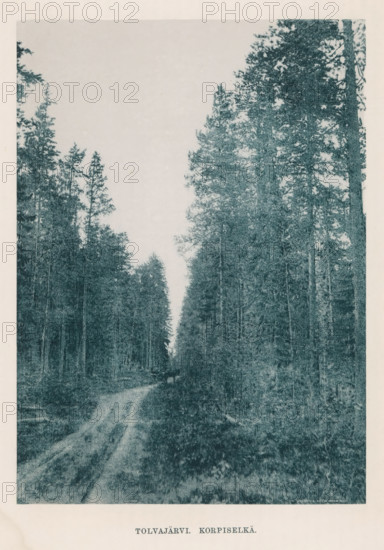 Tolvajärvi. Korpiselkä., View of a path through a forest, page, photomechanical print, photographer: Impi Backman, cliché maker: anonymous, printer (person): Weilin & Göös, c. 1888 - c. 1893, printer (person), paper, autotypie, height 221 mm x width 159 mm, road, path, trees, Karelia, A narrow dirt path runs from the foreground into the distance between tall, densely spaced coniferous trees on both sides, with the trees forming a vertical frame and a light, open sky visible above the distant gap; the scene appears textured and monochromatic, with underbrush and uneven ground along the path and the trunks and branches of the trees creating a dense, wooded environment.