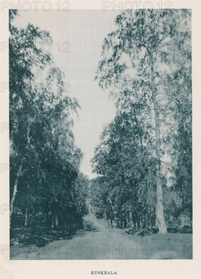 Buskeala., View of a path through a forest, page, photomechanical print, photographer: Impi Backman, cliché maker: anonymous, printer (person): Weilin & Göös, c. 1888 - c. 1893, printer (person), paper, autotypie, height 217 mm x width 159 mm, road, path, trees, Karelia, A vertical, monochrome image showing a narrow dirt path running away from the viewer and flanked on both sides by tall trees with dense foliage, the canopy opening to a pale sky above; trunks and branches create textured, shadowed areas near the ground while lighter leaves and thin branches reach upward, and the overall scene has a grainy, printed appearance with a pale border surrounding the image.