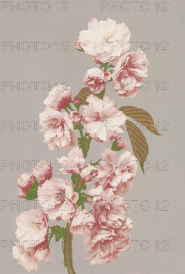 Cherry blossom, page, photomechanical print, photographer: attributed to Kazumasa Ogawa, Japan, cliché maker: anonymous, c. 1887 - in or before 1897, printer (person), colorer (graphic design artist), Attributed to, paper, collotype, photographie peinte, hand coloring, height 271 mm x width 189 mm, Print for page 75., trees: cherry-tree (flowers, blossom, blossoming), A vertical arrangement of pale pink clustered blossoms on a green stem set against a muted gray background, with multiple fully opened flowers showing layered ruffled petals and visible central stamens, several partially opened buds, and elongated green leaves with visible veins.