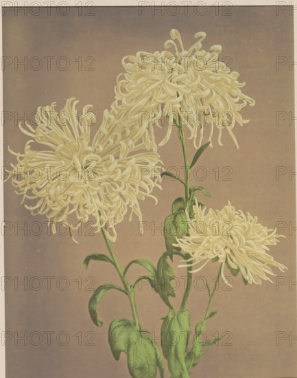Three yellow chrysanthemums, page, photomechanical print, photographer: attributed to Kazumasa Ogawa, Japan, cliché maker: anonymous, c. 1887 - in or before 1897, printer (person), colorer (graphic design artist), Attributed to, paper, collotype, photographie peinte, hand coloring, height 253 mm x width 198 mm, Print for page 231., flowers, Three large pale flowers with many thin curling petals sit atop tall green stems with elongated leaves, set against a soft muted background.