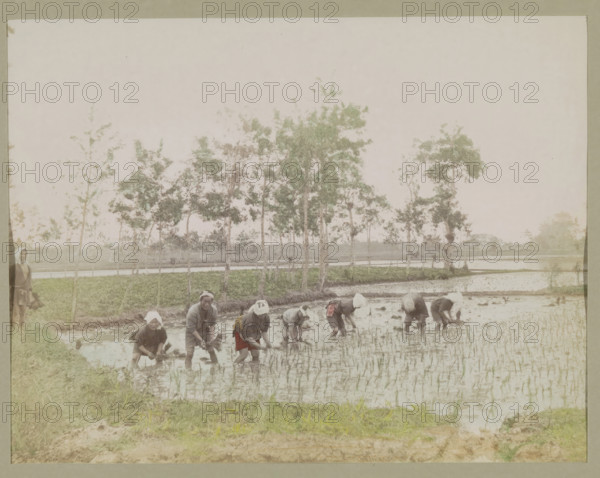 Farmers planting rice in a rice field, photograph, page, Japan, c. 1887 - in or before 1897, photographer, colorer (graphic design artist), paper, albumen print, hand coloring, painted photograph, height 188 mm x width 245 mm, Photo for page 259., farmers, sawahs, rice paddies, A group of people bent over and standing in a flooded field with water and young plants, wearing simple clothing and head coverings, with some holding bundles of plants, a row of slender trees with sparse foliage behind them, a strip of green grass and muddy embankment in the foreground, shallow reflective water extending across the scene, and a pale sky above.