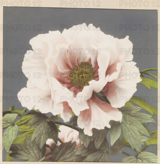 Pony, page, photomechanical print, photographer: attributed to Kazumasa Ogawa, Japan, cliché maker: anonymous, c. 1887 - in or before 1897, printer (person), colorer (graphic design artist), Attributed to, paper, collotype, photographie peinte, hand coloring, height 211 mm x width 212 mm, Print for page 269., plants and herbs: peony, A close-up of a large pale flower with ruffled petals showing soft gradients of white and blush pink and darker rose tones near the center, an intricate greenish-yellow stamen cluster at its core, and layered green leaves with visible veins surrounding the blossom against a flat muted gray background.