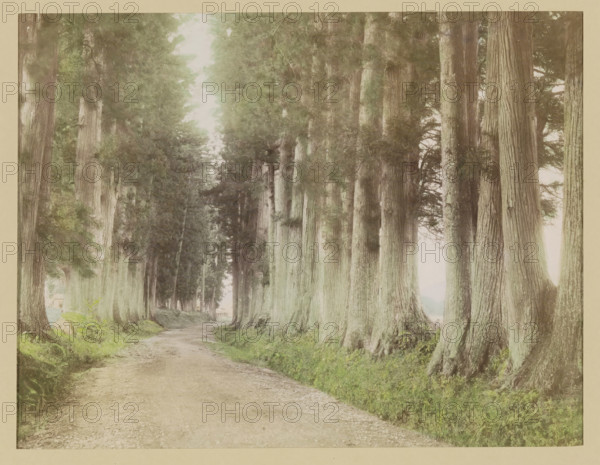 Road to Nikko with Japanese cedars, photograph, page, Japan, c. 1887 - in or before 1897, photographer, colorer (graphic design artist), paper, albumen print, hand coloring, photographie peinte, height 187 mm x width 243 mm, Photo for page 275., public road, trees, A wide dirt path runs into the distance between tall, straight tree trunks that form two dense rows, with thick textured bark and some low roots visible at their bases; the ground beside the path is covered with green grass and foliage, and the trees have leafy canopies creating a shaded, vertical corridor with light filtering through the branches.