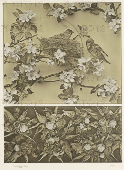Two areas with apple blossoms, birds and vegetables, page, photomechanical print, number: '84.', Austria, publisher: Gerlach & Schenk, Vienna, c. 1887 - in or before 1897, Lower Austria, paper, collotype, photoprint, height 405 mm x width 320 mm, vegetables, birds (animals nesting, making nests, lodges, webs, etc.), fruits: apple (flowers, blossom, blossoming), A vertical image divided into an upper section showing a woven bird nest perched on a branch surrounded by flowering branches with clustered pale blossoms and elongated leaves, two small birds near the nest with one perched on the branch and the other sitting on the nest, and a circular handle-like element behind the nest, and a lower section filled with a dense, textured arrangement of root vegetables and leafy rosettes arranged tightly against a dark background, all rendered in a monochrome, sepia-toned photographic style.