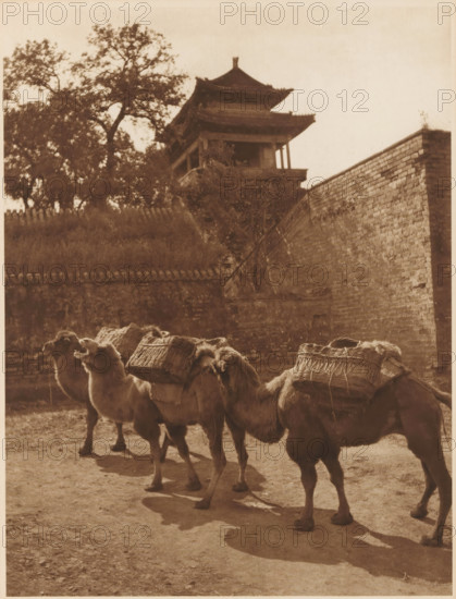 Camels, page, photomechanical print, photographer: Donald Mennie, Beijing, cliché maker: anonymous, c. 1915 - in or before 1920, paper, rotogravure, height 264 mm x width 203 mm, hoofed animals: camel, A sepia-toned scene showing a row of camels facing left, each loaded with woven baskets on their backs, standing on a dirt surface that casts distinct shadows; behind them a high stone wall runs diagonally upward to the right, topped in part by a tiled roof and vegetation, and rising above the wall is a multi-tiered pagoda-style building with upturned eaves partially obscured by tall trees with spreading branches.