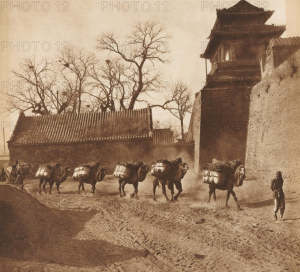 Camels on a path past a building, page, photomechanical print, photographer: Donald Mennie, Beijing, cliché maker: anonymous, c. 1915 - in or before 1920, paper, rotogravure, height 204 mm x width 224 mm, road, path, hoofed animals: camel, civic architecture, edifices, dwellings, A sepia-toned street scene showing a line of camels walking along a muddy road, each camel carrying large bundled loads on its back, with a person walking alongside the lead camel holding a rope and another person visible at the rear of the line, a high brick wall and a multi-tiered traditional roofed building rise to the right, lower tiled roofs and bare leafless trees with visible branches fill the middle and left background, and rutted muddy ground with footprints and tracks occupies the foreground.