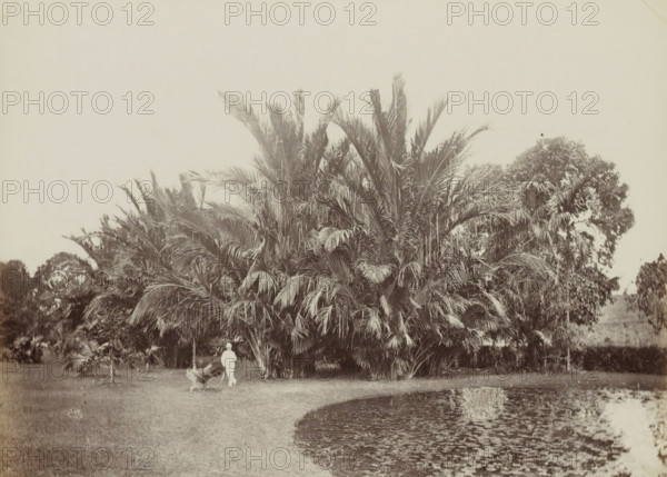 Saga Palms, Bot. Garden, Man posing in front of sago palms in the botanical garden of (presumably) Singapore, album page, photograph, Part of Album with 50 photos of a trip through Southeast Asia., check stamp: 'GR Lambert Singapore', negative number: '42', photographer: GR Lambert & Co., Singapore, c. 1870 - c. 1900, paper, albumen print, height 207 mm x width 273 mm, botanic garden, 'hortus botanicus', A wide scene of a grassy area with a large cluster of tall palm trees and broad fronds occupying the center and right side, smaller palms and trees visible in the background, a curved pond with rippled water in the lower right foreground, and a person dressed in light clothing standing near the palms with a dog nearby.