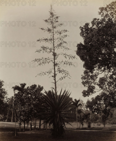 Tree (Furcraea Giganteus, green aloe) in a park, presumably in Ceylon, Furcraea Giganteus. Green Aloe, album page, photograph, Part of Album with 50 photos of a trip through Southeast Asia., photographer: Charles T. Scowen & Co., Sri Lanka, c. 1875 - c. 1880, South Asia, paper, albumen print, height 279 mm x width 216 mm, plants, vegetation, A tall, slender tree with sparse, evenly spaced horizontal branches rises from the ground toward the sky, its thin trunk and delicate branchlets silhouetted against a pale background; in the foreground a large plant with long, pointed leaves radiates outward, surrounded by various smaller trees and foliage; to the right a dense, broad-canopied tree occupies much of the upper area, its textured leaves forming a dark mass; at ground level faint shapes of other trees and grassy areas are visible, with a small standing figure near the base of some slender trunks and distant small animals or figures near the right edge.