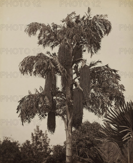 Sugar palm (Caryota Urens), presumably in Ceylon, Caryota Urens (Kitul), album page, photograph, Part of Album with 50 photos of a trip through Southeast Asia., photographer: Charles T. Scowen & Co., Sri Lanka, c. 1875 - c. 1880, South Asia, paper, albumen print, height 280 mm x width 212 mm, trees: palm-tree, A tall palm-like tree fills the frame with a straight textured trunk and multiple large drooping clusters of long, thin, beaded seed pods hanging from the crown; the crown has numerous arching fronds made of narrow lance-shaped leaflets, some fronds sagging heavily; surrounding the main trunk are other leafy plants and palms with layered foliage visible at the lower and right edges, and the sky in the background appears pale and empty.