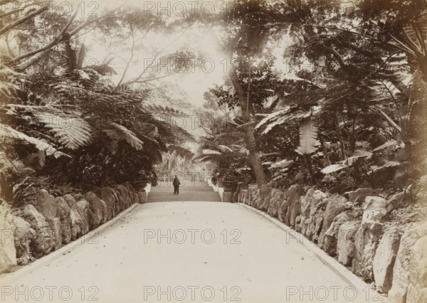 Boy on a path in the botanical garden of Hong Kong, album page, photograph, Part of Album with 50 photos of a trip through Southeast Asia., Hong Kong, c. 1860 - c. 1900, photographer, paper, albumen print, height 210 mm x width 290 mm, botanic garden, 'hortus botanicus', A wide paved pathway framed by low stone walls leads toward a short flight of steps where a solitary person stands; the path is flanked by dense tropical vegetation with large fern fronds and broad leaves arching overhead, and tall tree trunks rise among the foliage, creating a leafy canopy; rocky edges and clustered plants border both sides of the walkway, and the scene has a soft, muted tone.