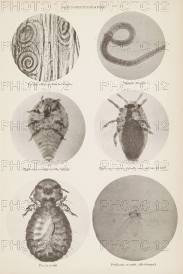 Overview of microscopic enlargements, page, photomechanical print, Top two hairworms, middle two aphids, bottom two aphids., inscription: 'Trichine enkystée, Phylloxera vastatrix (aillé-dissequé)', France, c. 1881 - in or before 1891, paper, collotype, photogravure, height 270 mm x width 180 mm, Prints for page 393., worms, insects: louse, A vertical page showing six circular photographic images arranged in two columns and three rows, each circle containing a close-up subject; top left circle shows concentric spiral shapes against a textured background, top right circle shows a coiled elongated tubular form on a plain background, middle left circle shows an oval-bodied insect viewed from above with segmented sections and small appendages, middle right circle shows another oval insect with a darker central area and multiple short legs, bottom left circle shows a larger insect with a rounded body and fine hairs visible along its edges, and bottom right circle shows a faint outline of a w...
