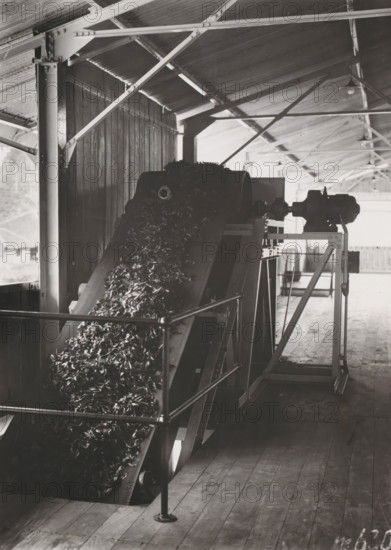 Conveyor belt, photograph, Wet leaf conveyor belt at the Pasir Randoe tea factory on Java. Part of the binder containing photographs of machines from NV Machinefabriek Braat in Surabaya and Sukabumi intended for the Dutch tea industry on Java and Sumatra, from the period 1931-1937., Java, 1931 - 1937, photographer, paper, gelatin silver print, height 175 mm x width 126 mm, Person, NV Machinefabriek Braat, colonial system, factory-interior, machine shop, tea (leaves), machines, parts of machines, tools and appliances, (non-fruit) products of plants or trees (with NAME), economic history, overseas history, tea culture, business history, Period, An interior industrial scene showing a sloped conveyor belt carrying a pile of shredded or leafy material toward a large cylindrical drum, supported by a metal frame and guard railing, beneath a pitched corrugated roof with exposed beams and trusses; wooden plank flooring runs beneath the machinery, and a motor or gearbox assembly is mounted on a ...