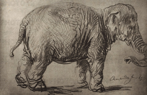 Photo reproduction of a drawing by Rembrandt (elephant), photograph, publisher: Adolphe Braun & Cie., 1880 - 1900, pasteboard, paper, carbon print, paper on cardboard, height 232 mm x width 360 mm, trunked animals: elephant, A charcoal sketch of an elephant shown in profile facing right, rendered on textured paper with visible shading and contour lines that emphasize the wrinkled skin; the head shows a curved ear, a detailed eye area, and a trunk curling downward and partially coiled at the tip, while the body displays dense crosshatching and varied stroke marks to indicate volume and texture; the legs are thick with pronounced folds and rounded feet, the tail extends behind with a tufted end, and there are shadow strokes beneath the feet.