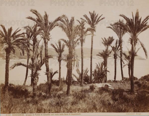 Palm trees near Bordighera and view of the Bay of Ospedaletti, Italy, Gruppo di Palme di Scheffel con vista della Baia di Ospedaletti, Bordighera, photograph, collector's mark: 'VOSMAER', number: '8707.', photographer: Carlo Brogi (possibly), publisher: Edizioni Brogi, Florence, 1881 - 1900, Carlo Brogi, Edizioni Brogi, photographer, publisher, Tuscany, pasteboard, paper, albumen print, height 316 mm x width 422 mm, trees, gulf, bay, Ospedaletti, A cluster of tall palm trees with textured trunks and fanlike fronds fills the middle and foreground, standing on grassy, uneven ground with scattered low shrubs and a rectangular stone slab partially sunk into the earth. Behind the palms a calm body of water stretches across the scene, and beyond it low rolling hills rise toward the horizon. The sky above is pale and clear, and the overall image has a muted, sepia-toned appearance.