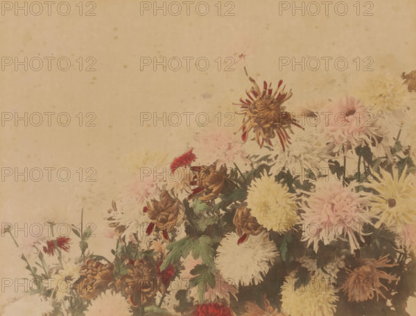 Blooming chrysanthemums, Tokyo, Japan?, album page, photograph, Colored albumen print with blooming chrysanthemums., inscription: '169 A. CHRYSANTHEUM BLOSSOMS AT TOKYO.', c. 1880 - c. 1910, photographer, paper, pasteboard, albumen print, hand coloring, colored albumen print, height 194 mm x width 249 mm, height 303 mm x width 381 mm, A faded, warm-toned scene showing a cluster of chrysanthemums and other assorted flowers concentrated along the lower half and right side, with pale cream and soft pink blooms, some with frayed, spidery petals and others with rounded, dense heads, mixed with wilted, brownish petals and a few red accents, all set against a textured, beige background that shows subtle mottling and small speckles.