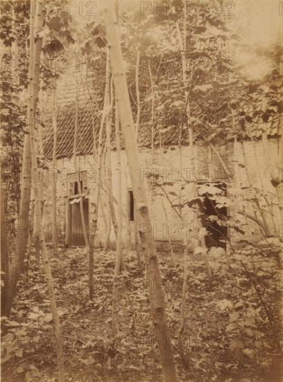 Dekema State in Weidum during the demolition, photograph, annotation: 'Weidum (Fr), Dekema State, list 1902', annotation: 'Weidum, Weidum, Dekema, gem. Baarderadeel', photographer: AJM Mulder (possibly), 1902, Attributed to, paper, pasteboard, albumen print, albumendruk, height 225 mm x width 167 mm, villa, A sepia-toned photograph shows a dense foreground of thin tree trunks and leafy undergrowth obscuring a brick building with a tiled roof; the building has rectangular openings and a doorway, and the scene includes scattered branches and leaves on the ground with foliage partially covering the facade.