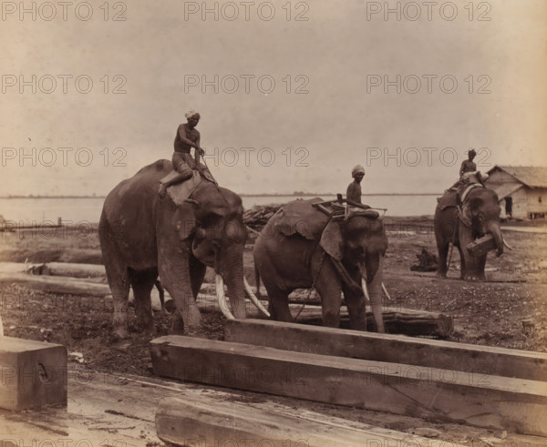 Working elephants in timber yards, Yangon, Myanmar, album cover, photograph, Three working elephants in a carpentry workshop, Rangoon, union of Myanmar (formerly Burma)., inscription: 'Elephants', caption: 'Elephants working in Timber-yards - Rangoon.', c. 1870 - c. 1900, photographer, pasteboard, paper, albumen print, albumendruk, height 212 mm x width 255 mm, height 400 mm x width 278 mm, Three elephants standing on muddy ground with large wooden beams in the foreground, each elephant bearing a man seated on its back with simple cloth wraps and head coverings, the two elephants nearer the camera showing visible tusks and chains around their legs, one man holding a stick while seated on the first elephant and another man sitting cross-legged on the middle elephant, a third elephant farther back also carrying a seated man and carrying a wooden object in its trunk, a low shoreline and calm water visible in the background with a small thatched structure near the right edge of the image a...