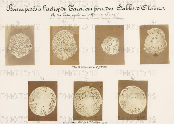 Bois exposés à l'action du Taret au port des Sables-d'Olonne, Seven pieces of wood affected by worms, from the port of Les Sables-d'Olonne, France, photograph, annotation: 'Pin des Landes injecté au sulfate de Cuivre, 5 Novembre 1866', signature: 'B. Crolet', number: 'Pl. XI.', photographer: B. Crolet (possibly), in or before 1867, B. Crolet, photographer, paper, pasteboard, albumen print, albuminedruk, height 332 mm x width 441 mm, wood, timber, building material, worms, A faded off-white sheet with a grid of rectangular brown panels, each panel containing a circular pale cross-section with porous patterns and irregular holes, arranged in two horizontal rows; ornamental cursive headings appear across the top in dark ink, smaller cursive notations sit above and between the panels, and there are signatures or ink marks near some panels; the overall image shows slight stains and age spots on the paper and faint border lines around the panels.