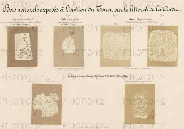 Six pieces of wood affected by worms, taken from the coastline in Vendée, France, Bois naturels exposés à l'action du Taret sur le littoral de la Vendée, photograph, number: 'Pl. VIII.', annotation: 'Fig. 1, Echantillon de chêne, mise en place.', signature: 'B. Crolet', photographer: B. Crolet (possibly), in or before 1867, B. Crolet, photographer, paper, pasteboard, albumen print, albumendruk, height 332 mm x width 441 mm, wood, timber, building material, worms, A pale background with a large decorative heading near the top, beneath which are a grid of rectangular panels showing pale, irregular textured shapes on darker rectangular fields, each panel topped by small handwritten labels and spaced with wide margins, with additional handwritten script centered between the upper and lower rows and a signature near the lower right, the overall palette consisting of beige, tan, and brown tones with high-contrast pale textured foam- or sponge-like forms inside the darker rectangles.