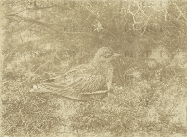 Grill on its nest in Jachtduin in Bloemendaal, Curlew on nest, Jachtduin in Bloemdaal May 17, 1906, cf. Thysse, Intimate life of birds, p. 136, photograph, annotation: 'Grill on nest, p. 136', photographer: Richard Tepe, Netherlands, 1906-05-17, paper, gelatin silver print, developing gelatin silver print, height 163 mm x width 225 mm, A bird with patterned feathers is sitting on the ground among short grasses and low vegetation, with branches and twigs visible behind and above it.