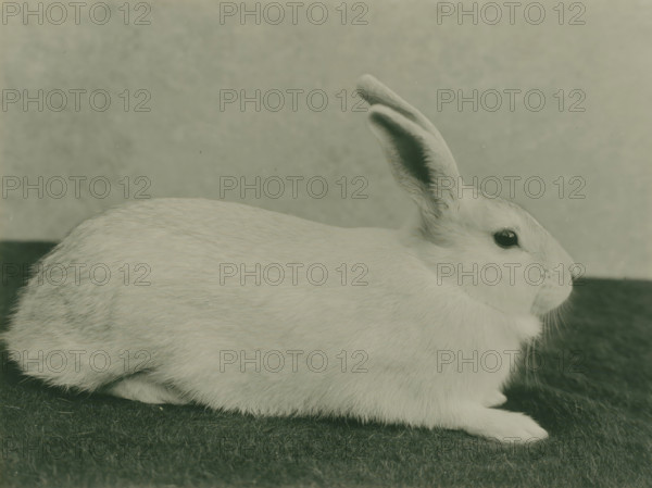 Animal study of a rabbit, photograph, photographer: attributed to Richard Tepe, Netherlands, c. 1900 - c. 1930, Attributed to, paper, gelatin silver print, developing gelatin silver print on photo paper, height 158 mm x width 214 mm, rodents: rabbit, A light-colored rabbit is shown in profile lying on a dark textured surface, with its body fur visible and its head turned slightly forward, one ear upright and another angled back, a dark round eye, whiskers near its nose, and a soft blurred background.