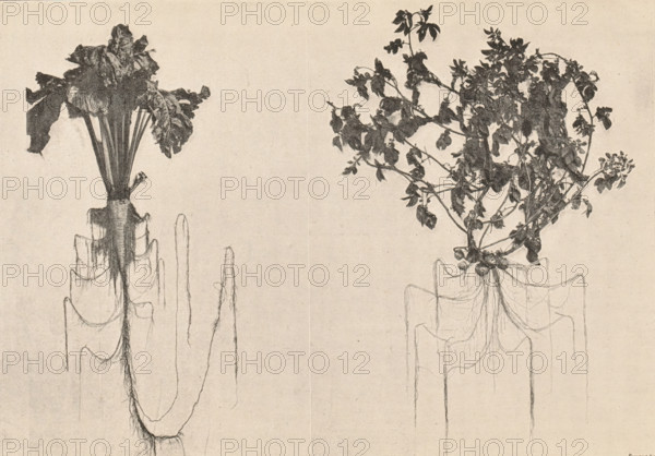 Sugar beet plant and potato plant with roots, Betterave sucrière. Pomme de terre, page, photomechanical print, photographer: Aimé Girard, France, cliché maker: Rougeron, Vignerot et Cie, c. 1882 - in or before 1892, paper, autotypie, height 123 mm x width 180 mm, potatoes, A monochrome drawing showing two tall plant forms with visible root systems; the left plant has a thick upright stem with a cluster of large, broad leaves at the top and elongated, tapering root structures descending in curved lines, while the right plant displays a more branching stem with many smaller leaves and thin, fibrous roots hanging downward, all rendered on a textured, light background.