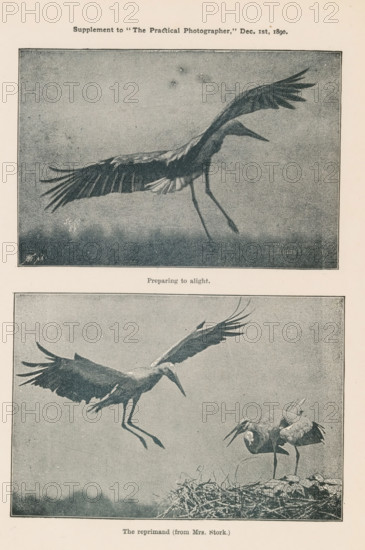 The Reprimand (from Mrs. Stork.), Preparing to Alight, Two stages of a stork's flight, page, photomechanical print, number: 'St 60, 84', monogram: 'AG ph', inscription: 'Supplement to 'The Practical Photographer, ' Dec. 1st, 1890.', cliché maker: unknown, c. 1885 - in or before 1890, unknown, photographer, cliché maker, paper, autotypie, height 197 mm x width 150 mm, Prints on ninth unnumbered page after page 294., shore-birds and wading-birds: stork (animal(s) in motion, positions, expressions of animals), A vertical page with two rectangular photographic prints framed by thin dark borders, each showing large wading birds in flight and on a nest; the top image depicts a single bird captured midair with wings spread wide, elongated neck extended forward, and long legs trailing beneath against a grainy sky, while the lower image shows one bird descending toward a second bird standing on a nest made of twigs and grass, the descending bird with wings outstretched and legs extended and the...