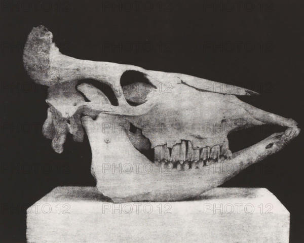 TÊTE DE BOEUF. (PROFIL) 2, 5 nature, Skull of a bovine, in profile, page, photomechanical print, monogram: 'LEL', inscription: 'Ville de Paris. Atelier des Travaux historiques E Lacan dir. Procédé special photo-lithographique.', number: 'Pl. 59.bis', France, cliché maker: Ville de Paris Atelier des Travaux historiques, Paris, publisher: Imprimerie Impériale, supervision: Ernest Lacan, c. 1860 - in or before 1869, photographer, paper, photolithography, height 184 mm x width 231 mm, For location of print in book: see number under 'Inscriptions, Brands'., animals (skeleton of an animal), palaeontology, A grainy black-and-white image showing a side view of an animal skull resting on a rectangular block, with visible eye sockets, nasal cavity, and a row of teeth; the skull has a textured surface with darker hollow areas and lighter worn regions set against a dark background.