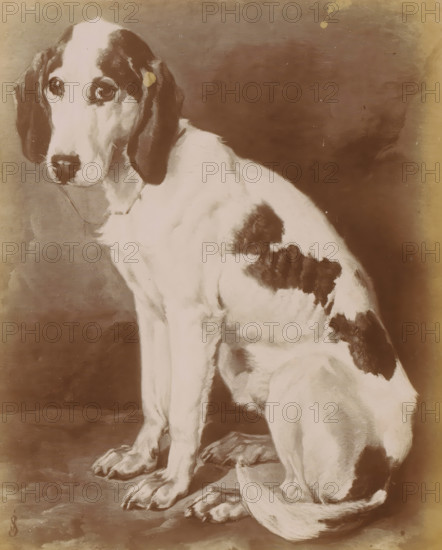 Photo reproduction of a painting of a sitting dog by Joseph Stevens, La vieille Lice, photograph, reproduction, page, photographer: Alexandre, after painting by Joseph Stevens, c. 1895 - in or before 1900, paper, daylight gelatin silver print, height 189 mm x width 154 mm, Photo on third unnumbered page after page 20., dog, A seated dog facing slightly toward the left with long floppy ears and a white coat marked by dark patches on its head, back, and hindquarter, large dark eyes looking forward, a dark nose, visible front legs and paws resting on a surface, a long curved tail lying beside its hind legs, and a plain dark background.