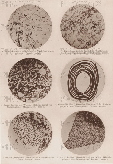 Six microscope images of bacteria and bacilli, page, photomechanical print, number: 'Tafel I.', inscription: '1. Bacteriegemisch im Zahnbelage. Deckglassrockenpräparat. Fuchsin. 1000:1. 2. Bacteriegenomic in faulendem Fleischwasser. Deckglassrockenpräparat. Methylenblau. 1000:1. 3. Grosse Bacillien aus Wasser. Klatschpräparat von Gelatineplatte. Methylenblau. 1000:1. 4. Gross Bacilli (Wurzelbacillus) from Erde. Klatschpräparat von Gelatineplatte. Fuchsin. 1000:1. 5. Bacillus prodigiosus. Klatschpräparat von Gelatineplatte. Fuchsin. 1000:1. 6. Kurze Bacillien (Kurzstäbchen) from Milch. Klatschpräparat von Gelatineplatte. Fuchsin. 1000:1.', photographer: Carl Günther, Berlin, maker: Friedrich Julius Klinkhardt, Leipzig, c. 1880 - in or before 1890, Saxony, paper, collotype, photoprint, height 242 mm x width 164 mm, Prints in section at the back., unicellular animals, bacteria, bacilli, A rectangular sheet shows six circular microscope views arranged in three rows, with two circles per ro...
