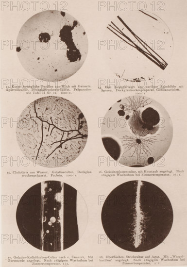 Six microscope images of bacteria, eubacteria and bacilli, page, photomechanical print, inscription: '13. Kurze movliche Bacillien aus Milch mit Geisseln. Agarrainculture. Deckglassrockenpräparat. Präparation wie Tafel II No. 11. 100:1. 14. Eine Leptothrixart aus carioser Zahnhöhle mit Sporen. Deckglassrockenpräparat. Gentianaviolett. 1000:1. 15. Cladothrix aus Wasser. Gelatin culture. Deckglassrockenpräparat. Fuchsin. 1000.1. 16. Gelatinplattencultur, mit Heustaub angelegt. After 2 days of warm weather at Zimmertemperatur. 25:1. 17. Gelatin-Rollröhrchen-Cultur nach v. Esmarch. With Gartenerde angelegt. After 2 days of waiting at Zimmertemeratur. 1:1. 18. Oberflächen-Strichcultur auf Agar. With Wurzelbacilli angelegt. After 2 days of waiting at Zimmertemeratur. 1:1.', number: 'Tafel III.', photographer: Carl Günther, Berlin, maker: Friedrich Julius Klinkhardt, Leipzig, c. 1880 - in or before 1890, Saxony, paper, collotype, photoprint, height 242 mm x width 165 mm, Prints in section at ...