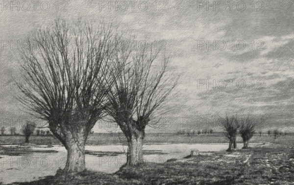 View of a number of trees by a water, page, photomechanical print, monogram: 'Leipzig, SG', photographer: Karl Leo Kusmitsch, cliché maker: unknown, c. 1897 - in or before 1902, paper, autotypie, height 128 mm x width 199 mm, Print five pages after page 208., trees, landscapes with waters, waterscapes, seascapes (in the temperate zone), A grainy black-and-white landscape showing several bare trees with thick trunks and dense clusters of thin, upward-reaching branches, standing on a flat, muddy ground with patches of water and wet soil, with a wide, cloudy sky filling much of the upper area and distant low tree lines along the horizon.