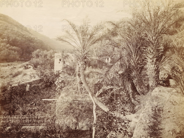 Landscape with palm trees and hills, photograph, Part of a French artist's album., c. 1880 - c. 1900, photographer, paper, albumen print, height 190 mm x width 248 mm, landscapes in tropical and sub-tropical regions, A sepia-toned landscape showing a slope covered in dense vegetation with several tall palm trees in the foreground, their fronds spreading outward and trunks textured and fibrous; a rectangular stone or stucco building with a small opening sits partially obscured among the foliage; terraces, low stone walls, and patches of shrubs and smaller plants fill the midground while a wooded hillside rises in the background beneath a pale sky.