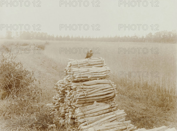 Dohle sitzend auf einem Knüppelholzhaufen, Jackdaw on a pile of coppices in an open field, photograph, title: 'Dohle sitzend auf einem Knüppelholzhaufen', signature: 'foto R. Tepe', photographer: Richard Tepe, Netherlands, 1900 - 1930, paper, baryta paper, daylight collodion silver print, daylight collodion silver print on baryta paper, height 168 mm x width 225 mm, depicted in Strijbos et al., Winter A year of nature life, pl. 34 (cutout) (Jantje, the jackdaw), A faded sepia-toned scene shows a field with tall grasses extending toward a distant tree line under a pale sky, a narrow grassy path running alongside the field, a pile of bundled logs stacked in the foreground with rope around them, a small bird perched atop the uppermost bundle, and scattered low vegetation and tangled brush near the path and base of the woodpile.