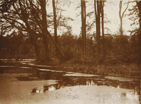 Near Voorburg, photograph, Forest view with pond., photographer: HC Wilkens (signed by artist), Voorburg, 1915, paper, gelatin silver print, developed gelatin silver print, height 90 mm x width 122 mm, trees, pond, pool, A sepia-toned scene showing a wooded shoreline with tall trees and dense undergrowth along the bank, their trunks and branches silhouetted against a pale sky, and a calm body of water in the foreground reflecting portions of the trees and patches of lighter surface.