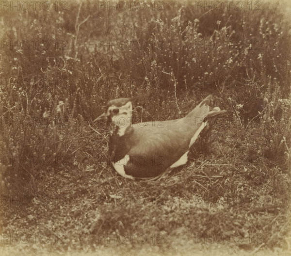Bird on heath, photograph, mark: 'T&M = Trapp & Münch', photographer: Richard Tepe, Netherlands, c. 1900 - c. 1940, paper, albumen process, matte albumen print, height 104 mm x width 121 mm, birds, A sepia-toned photograph showing a ground-dwelling bird with a rounded body and patterned plumage sitting on a nest of dried grass amid low vegetation, with blurred grasses and small plants filling the background and foreground.