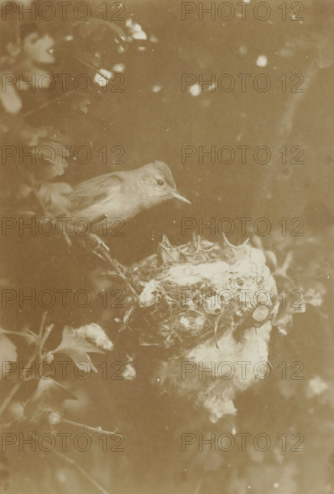Bird at nest with chicks in tree, photograph, photographer: Richard Tepe, Netherlands, c. 1900 - c. 1940, paper, gelatin silver print, developing gelatin silver print, height 124 mm x width 87 mm, birds, A small bird perched on a branch leans over a woven nest containing several open-mouthed chicks, surrounded by leaves and branches with soft, diffused lighting and a grainy, sepia-toned appearance.