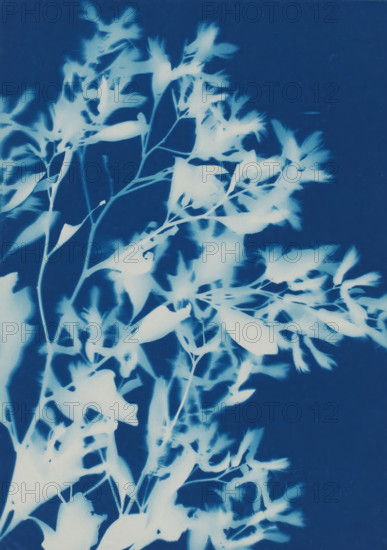 Plant (Blossoms from Bush, Savannah, Ga.), photograph, photographer: attributed to Bertha E. Jaques, United States of America, 1900 - 1915, North America, Attributed to, pasteboard, paper, cyanotype, height 177 mm x width 126 mm, height 305 mm x width 252 mm, A blue-toned image showing pale silhouettes of delicate plant stems, leaves, and feathery blooms against a darker background, with varied leaf shapes and thin branching structures creating an overlapping, organic pattern.