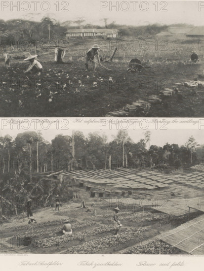 Planting seedlings (above) and tobacco seed beds (below) on Sumatra, The planting of the seedlings (above), Tobacco seed beds (below), photomechanical print, Part of Album with heliogravures of Sumatra's east coast., number: '21', photographer: Carl J. Kleingrothe, Sumatra, cliché maker: Johann Baptist Obernetter, Munich, in or before 1898, Carl J. Kleingrothe, Johann Baptist Obernetter, photographer, cliché maker, Bavaria, paper, photoaquatint, heliogravure, height 125 mm x width 218 mm, height 133 mm x width 218 mm, tobacco, plantation, A vertically split image showing two outdoor scenes of agricultural fields with workers tending rows of small plants; the upper scene features a flat field with scattered seedlings, several people wearing wide-brimmed hats working with hand tools and a low basket tipped on its side, and a cluster of simple raised wooden buildings and tree line in the background; the lower scene shows a larger cultivated area with many narrow beds covered by latticed o...