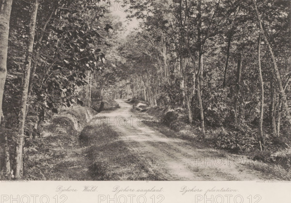 Path through plantations on Sumatra, Djohore plantations, photomechanical print, Part of Album with heliogravures of Sumatra's east coast., number: '33', photographer: Carl J. Kleingrothe, Sumatra, cliché maker: Johann Baptist Obernetter, Munich, in or before 1898, Carl J. Kleingrothe, Johann Baptist Obernetter, photographer, cliché maker, Bavaria, paper, photoaquatint, heliogravure, height 180 mm x width 292 mm, road, path, plantation, A dirt road runs from the foreground into the distance, flanked on both sides by dense trees with trunks of varying thickness and leafy canopies that form a tunnel over the path, undergrowth and grasses line the road edges, and a small simple wooden fence or gate is visible partway down the path with light filtering through the foliage creating dappled shadows on the ground.