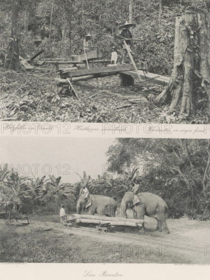 Lumberjack in primeval forest (above), Lau Boentoe (below), Sawyers in a forest (above) and timber transport with elephants at Lau Boentoe (below) on Sumatra, photomechanical print, Part of Album with heliogravures of Sumatra's east coast., number: '42', photographer: Carl J. Kleingrothe, Sumatra, clichémaker: Johann Baptist Obernetter, Munich, in or before 1898, Carl J. Kleingrothe, Johann Baptist Obernetter, photographer, clichémaker, Bavaria, paper, photoaquatint, heliogravure, height 127 mm x width 219 mm, height 127 mm x width 218 mm, transport of timber, timber-trailer, plantation, trunked animals: elephant, timber yard, lumber stack, A black and white image showing a forest scene in the upper portion with large tree stumps, dense undergrowth, and rustic wooden saw benches and planks arranged on the forest floor, where two men wearing wide conical hats stand on or beside the wooden equipment and a small child stands nearby; below this, a clearing with tall leafy plants at the edg...