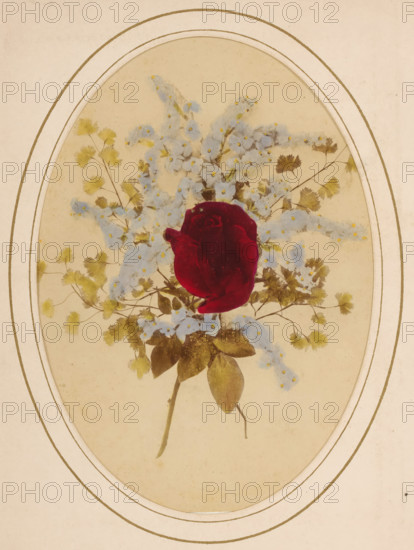 Branch with rose, album page, photograph, cabinet photograph, This photo is part of an album., inscription: 'Many Happy Returns of the Day.', inscription: 'Poulton & Son Copyright London.', photographer: Poulton & Son, Samuel E., London, 1860 - 1900, paper, pasteboard, albumen print, hand coloring, hand colored, height 137 mm x width 98 mm, flowers: rose, An oval framed botanical arrangement on a beige background featuring a single deep red rose at the center surrounded by clusters of small pale blue flowers and delicate yellow-tinted leaves, with thin brown stems and larger muted green leaves extending downward, all set within concentric oval borders.