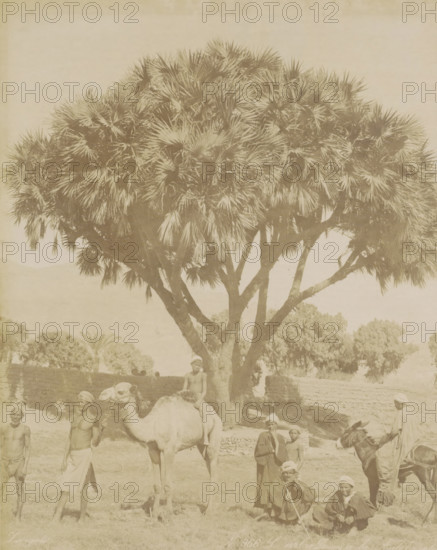 Men, children and pack animals in front of a Doum palm in Egypt, L'arbre Doum à la Aute Egypt, photograph, Part of Travel album with 80 photos of Egypt., negative number: '966', photographer: Zangaki, C. & G., Egypt, c. 1870 - c. 1890, Zangaki, photographer, North Africa, pasteboard, paper, albumen print, height 218 mm x width 274 mm, trees: palm-tree, A large tree with a dense rounded canopy of fan-shaped leaves dominates the upper part of the scene, its thick trunks branching near the ground; beneath the tree a group of people and animals are gathered, including a camel with a person seated on its back and a man standing beside it holding a rope, several men wearing wrapped head coverings standing or sitting on the ground, and a man mounted on a donkey at the right; low stone walls and additional trees appear in the background, and the overall image has a faded, sepia-toned appearance.