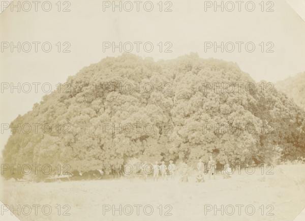 Europeans posing at Wonderboom in South Africa, Wonderboom, photograph, Part of Album with 191 photographs of a trip to and through South Africa., South Africa, c. 1890 - c. 1920, photographer, paper, daylight gelatin silver print, height 212 mm x width 293 mm, trees, A large dense tree with a broad rounded canopy fills the middle of the image, its foliage appearing in textured clusters and extending nearly from one side of the frame to the other, with lighter ground and open sky above and below; near the bottom edge a group of people in light clothing stand and sit in front of the tree, their figures small and slightly faded against the bright foreground.