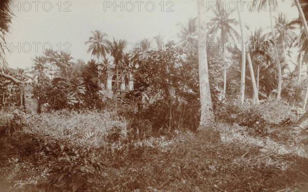 Overgrown ruin of a mosque (east side) in Gang Kali Mali in Batavia, Ruine missigit in gang Kali Mali. Oostzijde., album page, photograph, Part of Travel album with photos of Batavia., Batavia, c. 1920, photographer, Java, West-Java, paper, daylight gelatin silver print, height 248 mm x width 305 mm, ruin of a dwelling, house, castle, overseas history, colonial history, Dutch East Indies, The, The image shows a dense, overgrown tropical scene with tall slender palm trees rising above thick undergrowth and broad-leaved plants, a variety of shrubs and grasses covering the ground, and partially hidden stone or brick structures peeking through the foliage, including a columned ruin and a small brick wall, all captured in a muted sepia tone.