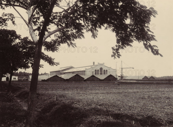 Sugar factory with crane in Purworejo, photograph, Part of Family album with photos of a family in the former colony of the Dutch East Indies and of a sugar factory in Purworejo., Purworejo, c. 1916 - c. 1918, photographer, Java, Central Java, paper, daylight gelatin silver print, height 175 mm x width 235 mm, factory-building, factory in landscape, vertical transport, hoisting (industrial processes), Dutch East Indies, The, A wide scene shows a large industrial building with a central facade featuring tall arched windows and a pitched roof, flanked by a series of long, low structures with thatched roofs in front. In the foreground a grassy, slightly uneven field stretches across the image, with a large tree trunk and branches occupying the left and top portions of the frame and casting shadowed areas on the ground. To the right of the main building a metal crane structure stands near the low roofs, and smaller outbuildings and fencing are visible along the horizon behind the thatched ...