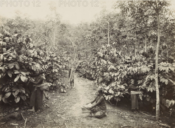 Women at work on a plantation in the Dutch East Indies, photograph, Part of Travel Album with Forty Photos of the Dutch East Indies., photographer: Onnes Kurkdjian, Dutch East Indies, The, 1912, paper, daylight gelatin silver print, height 175 mm x width 238 mm, plantation, A dirt path runs through dense vegetation with tall leafy plants and slender tree trunks filling the scene, several women are positioned among the foliage wearing long skirts and blouses, one woman kneels on the path with her hands on a sack while others stand beside or partially hidden by the large glossy leaves, a barefoot boy stands on the path carrying a bundle of sticks over his shoulder, baskets and sacks appear near some women, the foreground shows scattered twigs and leaf litter on the ground and the background is filled with layered tree canopies.